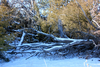 Snowy Trees Image